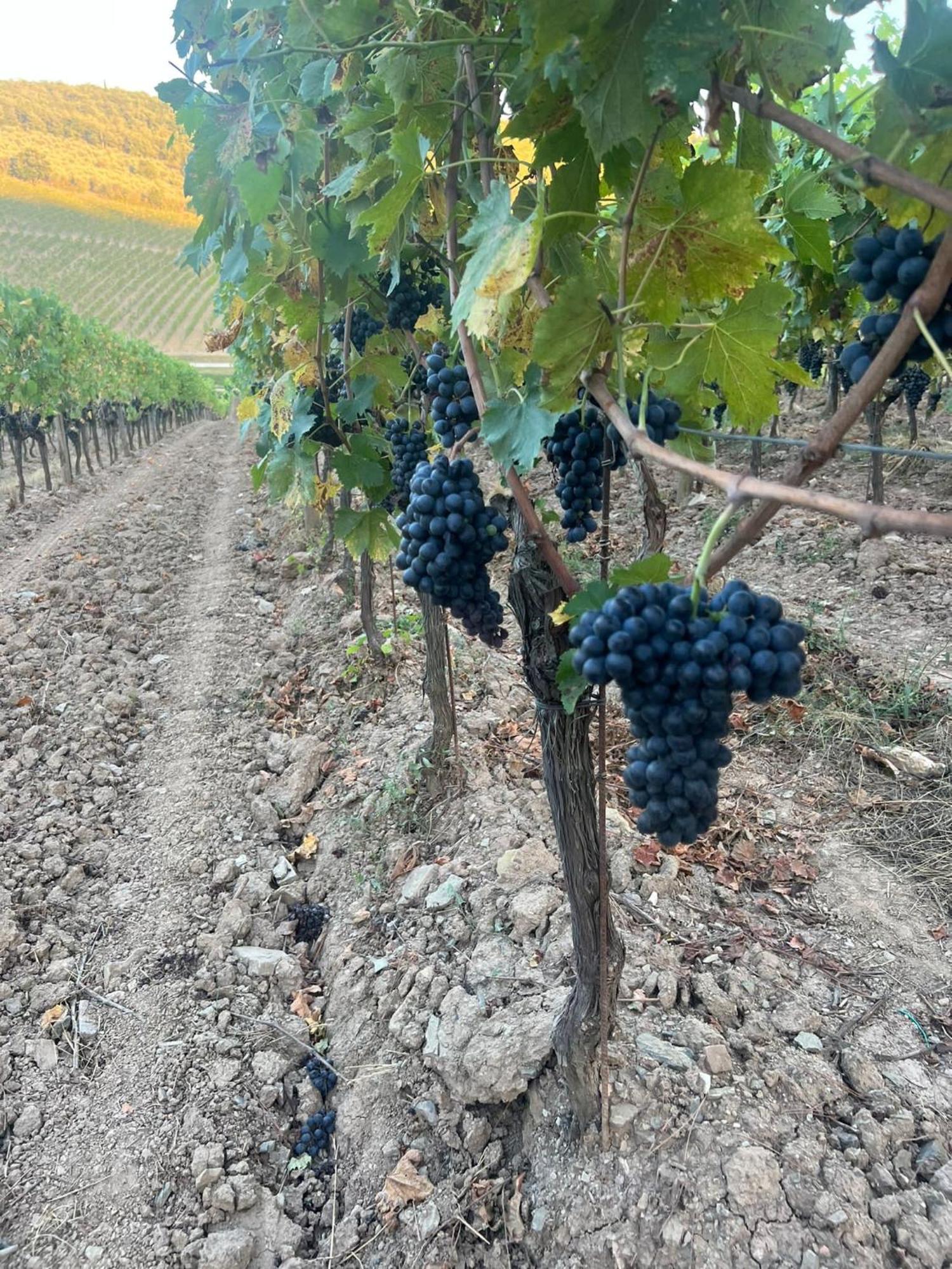 Locanda Podere Le Vigne Radda in Chianti Exterior foto